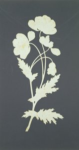 Fleur (collage sur papier) - Philipp Otto Runge